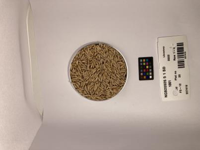 Click for 1 image(s) for this accession. SEED